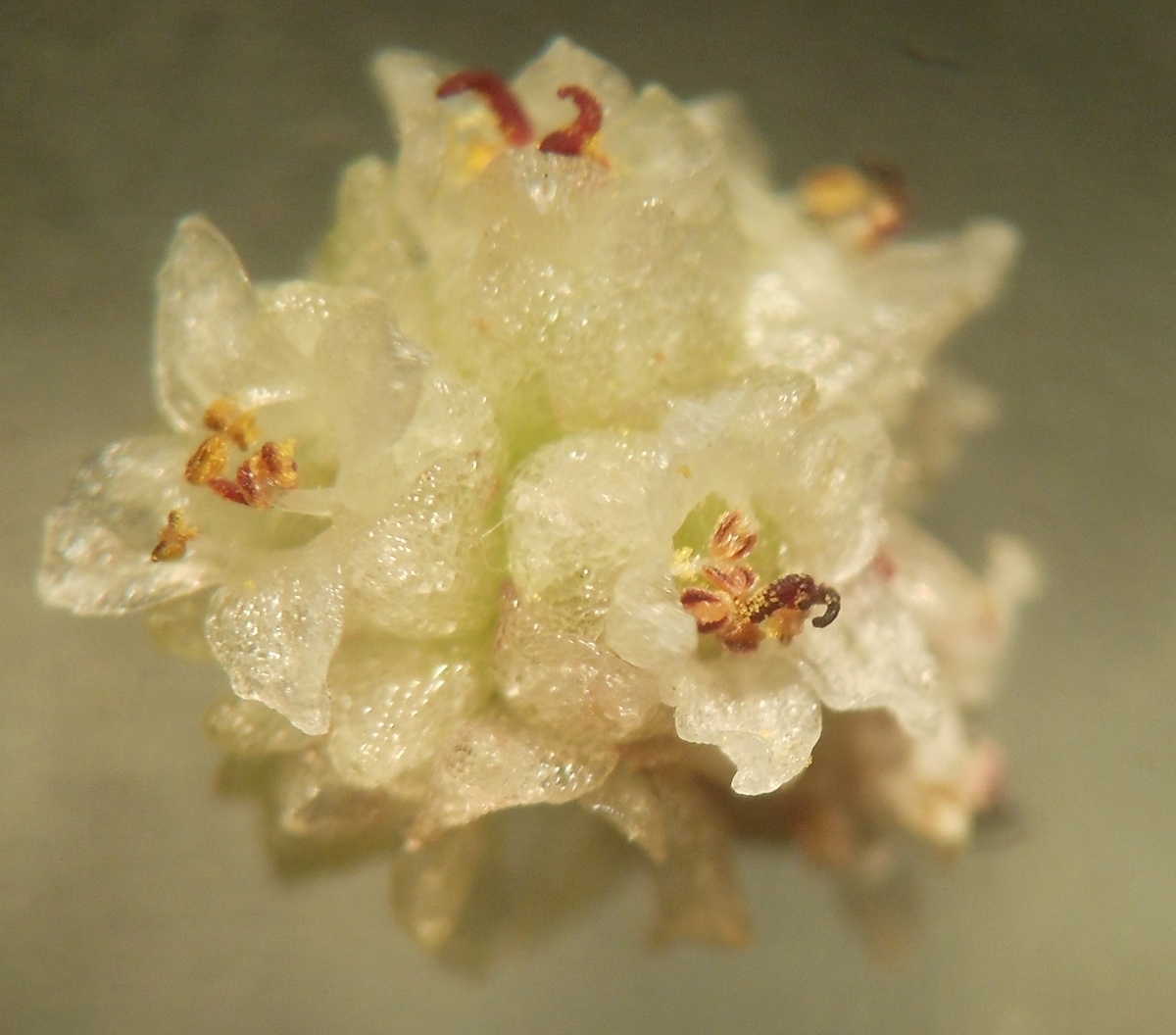 Cuscuta planiflora / Cuscuta a fiore bianco